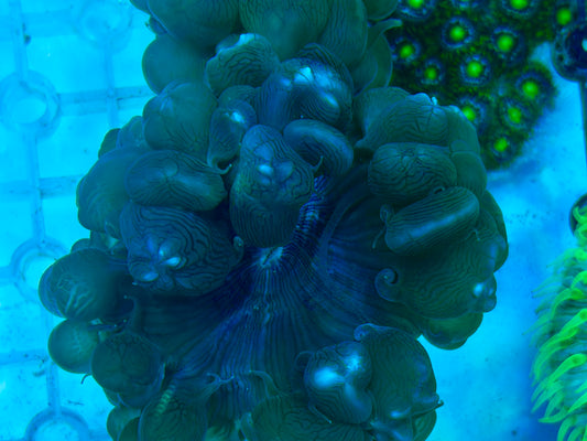 Bubble Frag