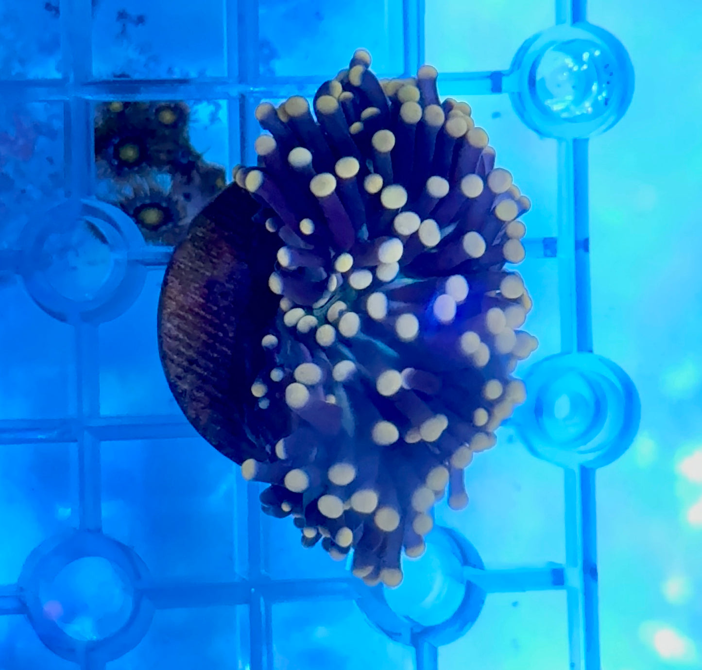 Torch coral frag