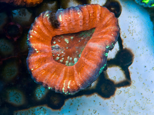 Pink Scolymia
