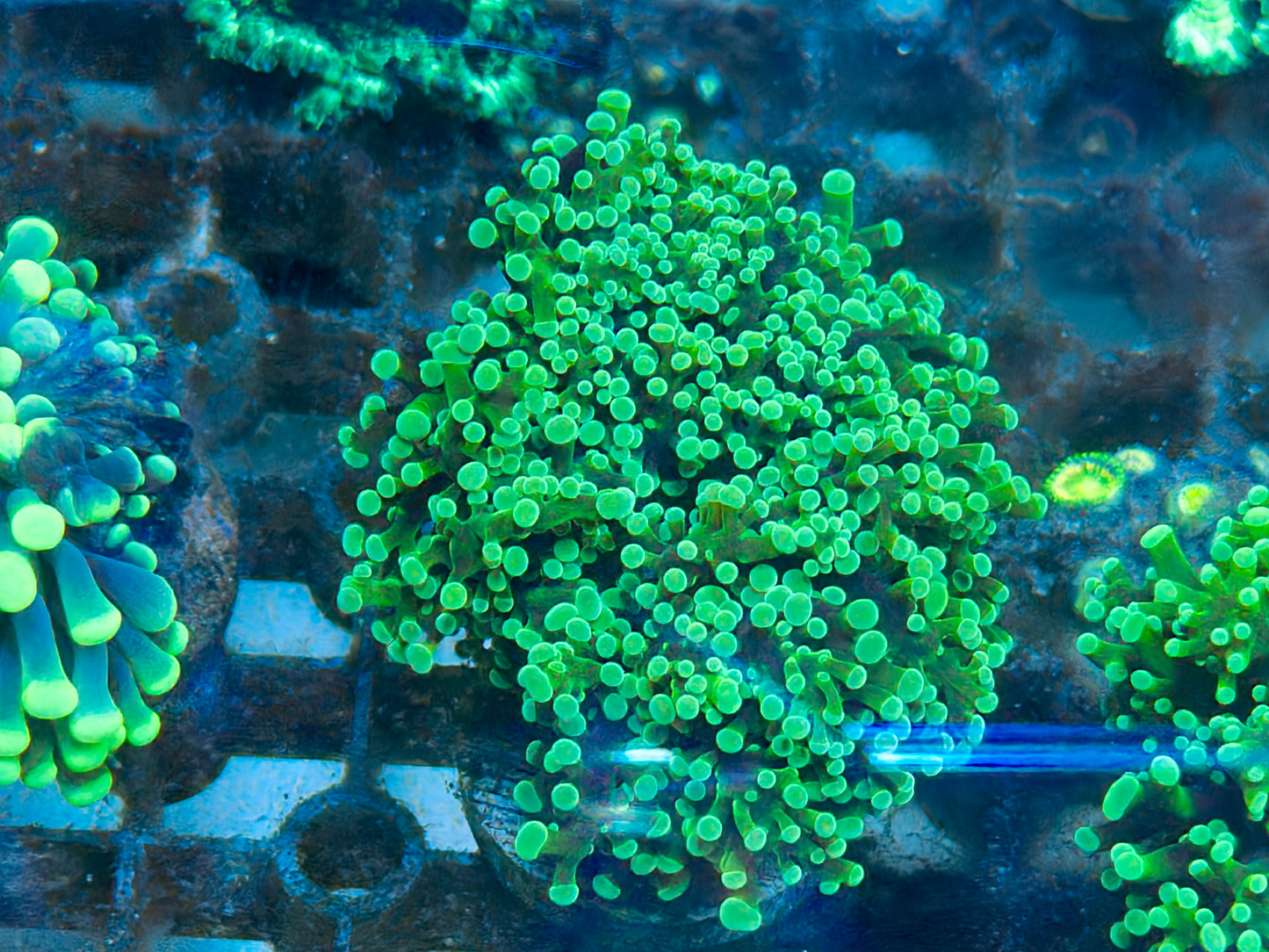 Mint Frogspawn Frag