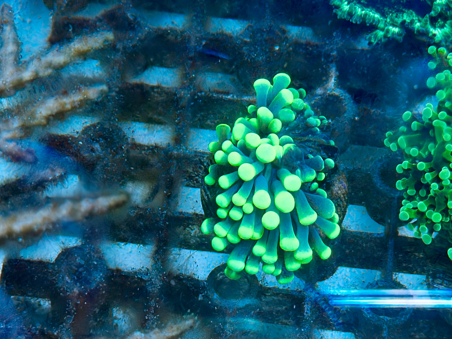 Green tip torch frag