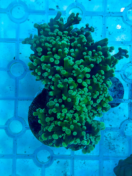 Mint Frogspawn Frag