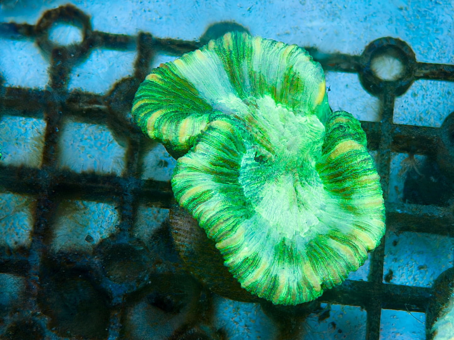 Trachy Frag