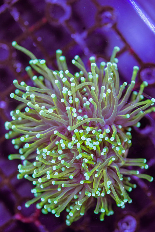 Gold torch coral frag, livestock, live fish, marine fish, reef fish, live coral, coral tank, reef tank, saltwater aquarium, aquarium, reef aquaria