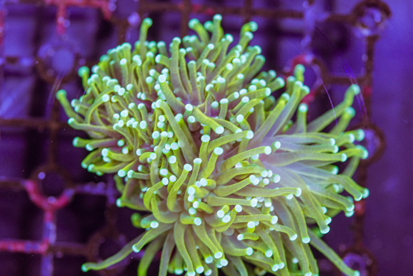 Gold torch coral frag, livestock, live fish, marine fish, reef fish, live coral, coral tank, reef tank, saltwater aquarium, aquarium, reef aquaria