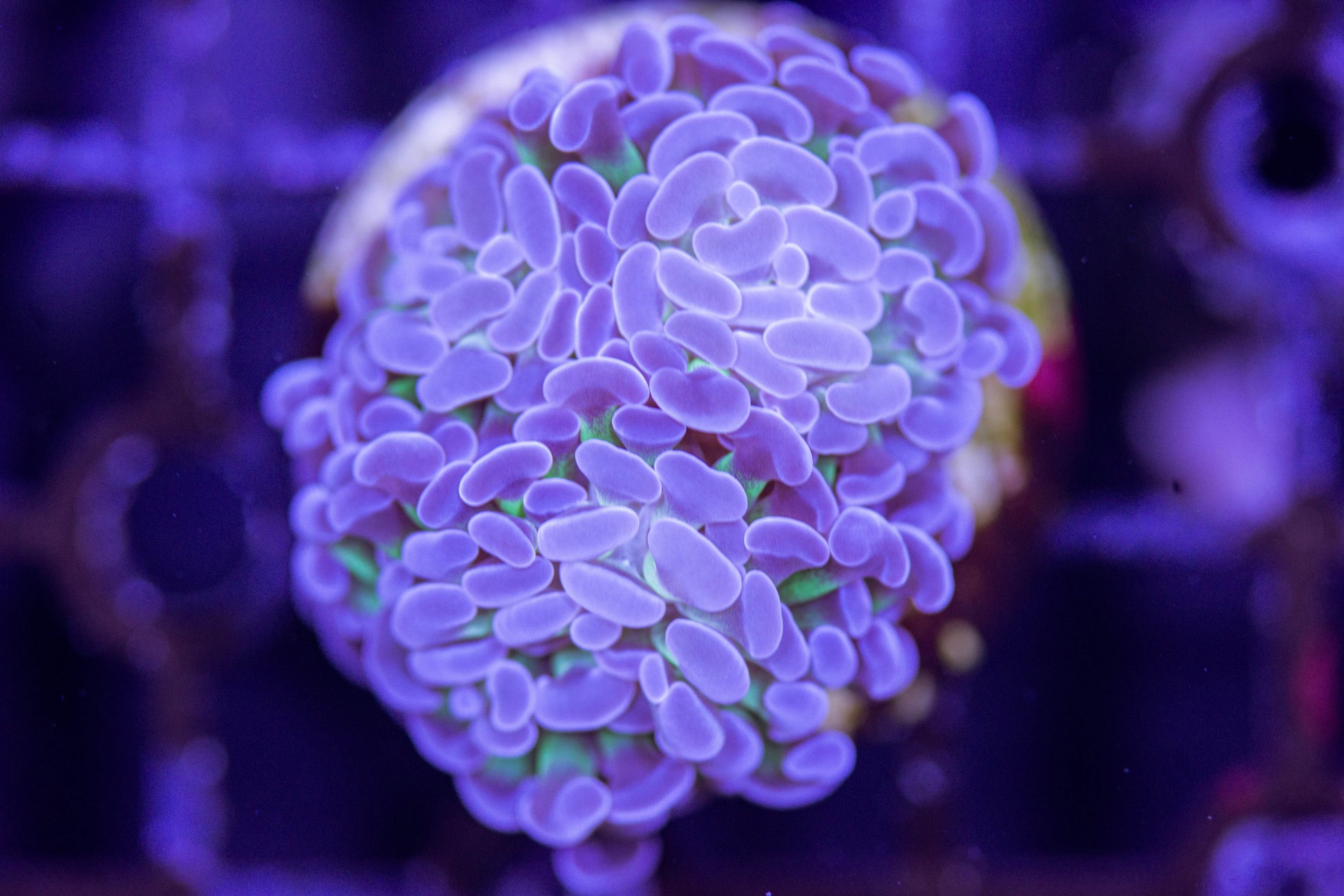 livestock, live fish, marine fish, reef fish, live coral, coral tank, reef tank, saltwater aquarium, aquarium, reef aquaria, Hammer coral frag