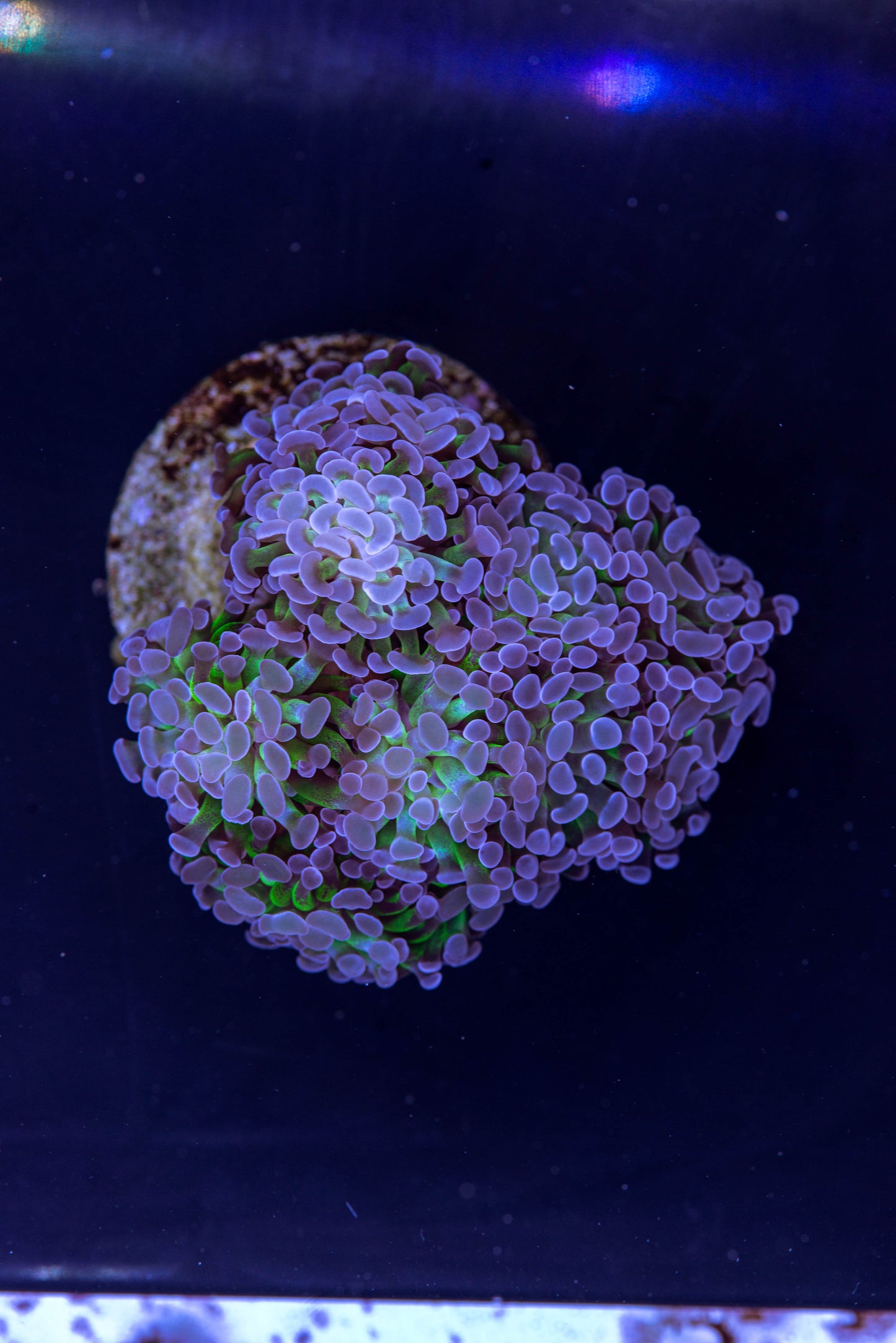 livestock, live fish, marine fish, reef fish, live coral, coral tank, reef tank, saltwater aquarium, aquarium, reef aquaria, Hammer coral frag