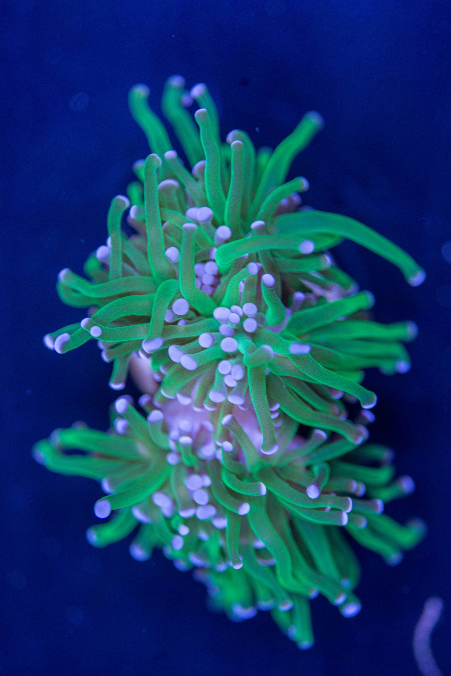  torch coral frag, livestock, live fish, marine fish, reef fish, live coral, coral tank, reef tank, saltwater aquarium, aquarium, reef aquaria