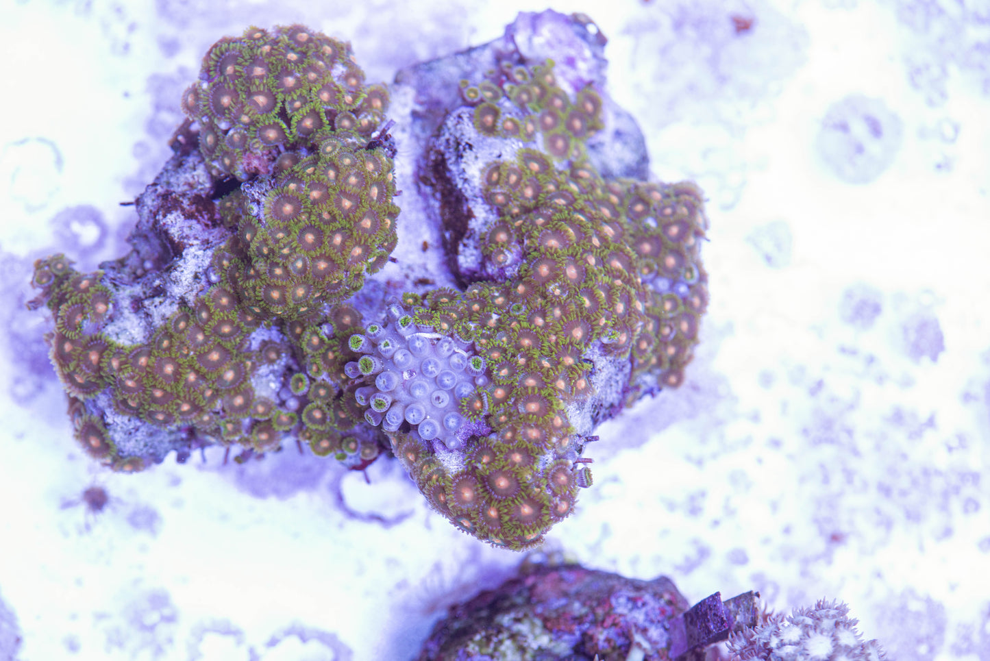 livestock, live fish, marine fish, reef fish, live coral, coral tank, reef tank, saltwater aquarium, aquarium, reef aquaria, zoa colony