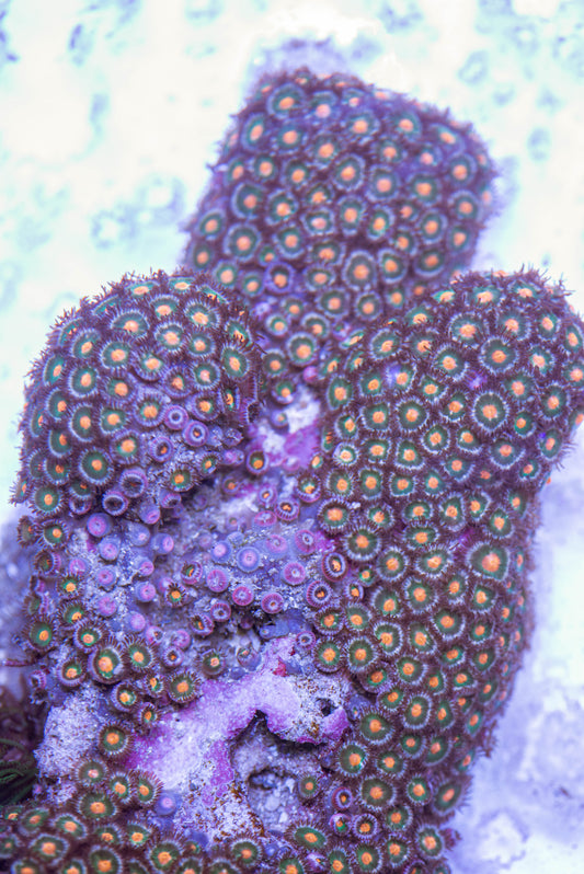 livestock, live fish, marine fish, reef fish, live coral, coral tank, reef tank, saltwater aquarium, aquarium, reef aquaria, zoa colony