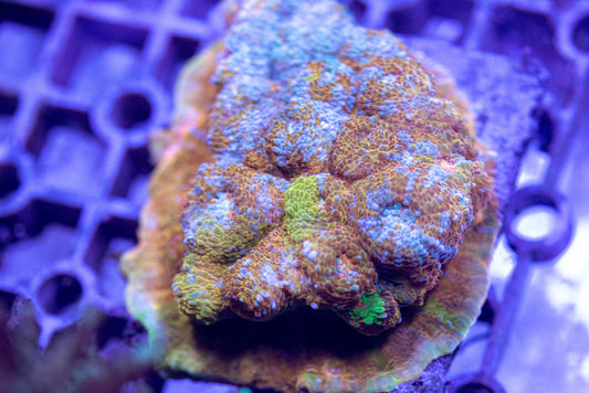 Rainbow Chalice frag 7137