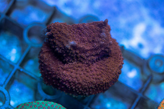 Montipora Frag 7146