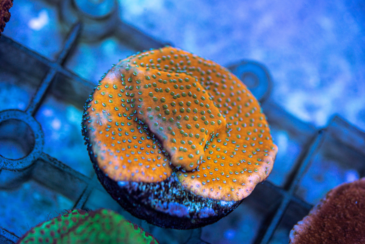 Montipora Frag 7147