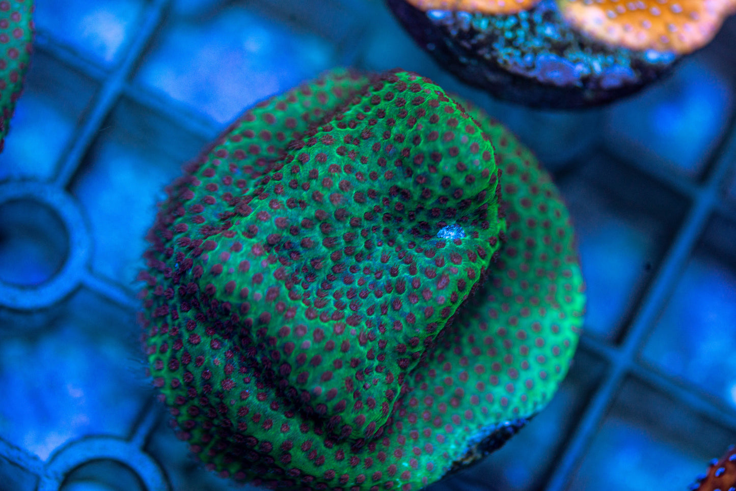 Montipora Frag 7148