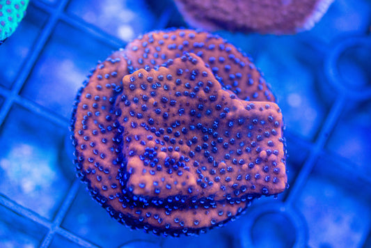 Montipora Frag 7149