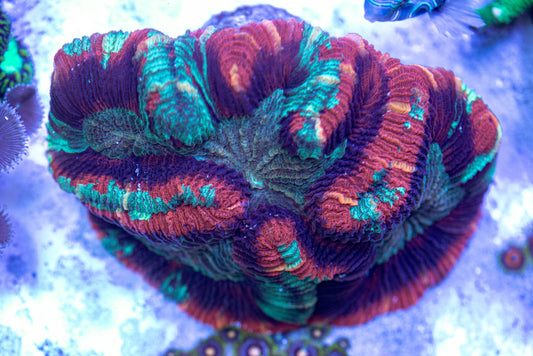 Trachyphyllia 7157