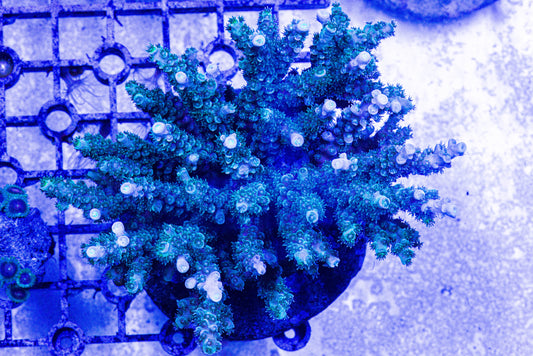 Acropora 7168