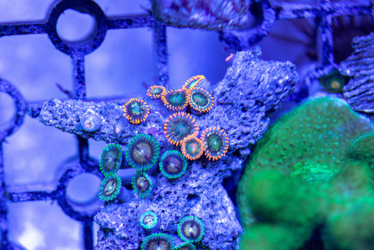 Zoa frag 7169