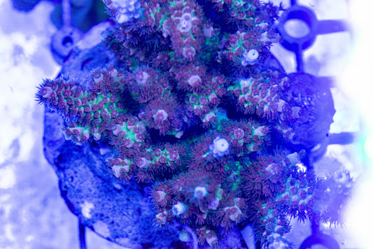 Acropora 7171