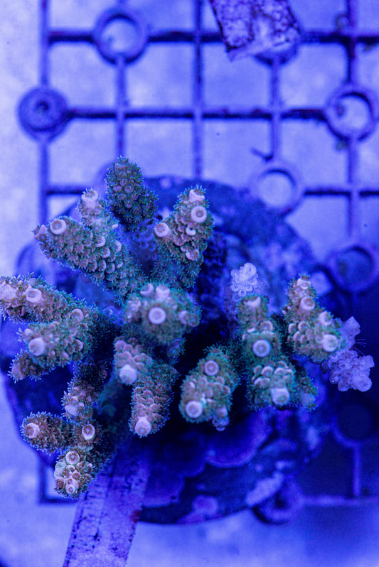 Acropora 7172