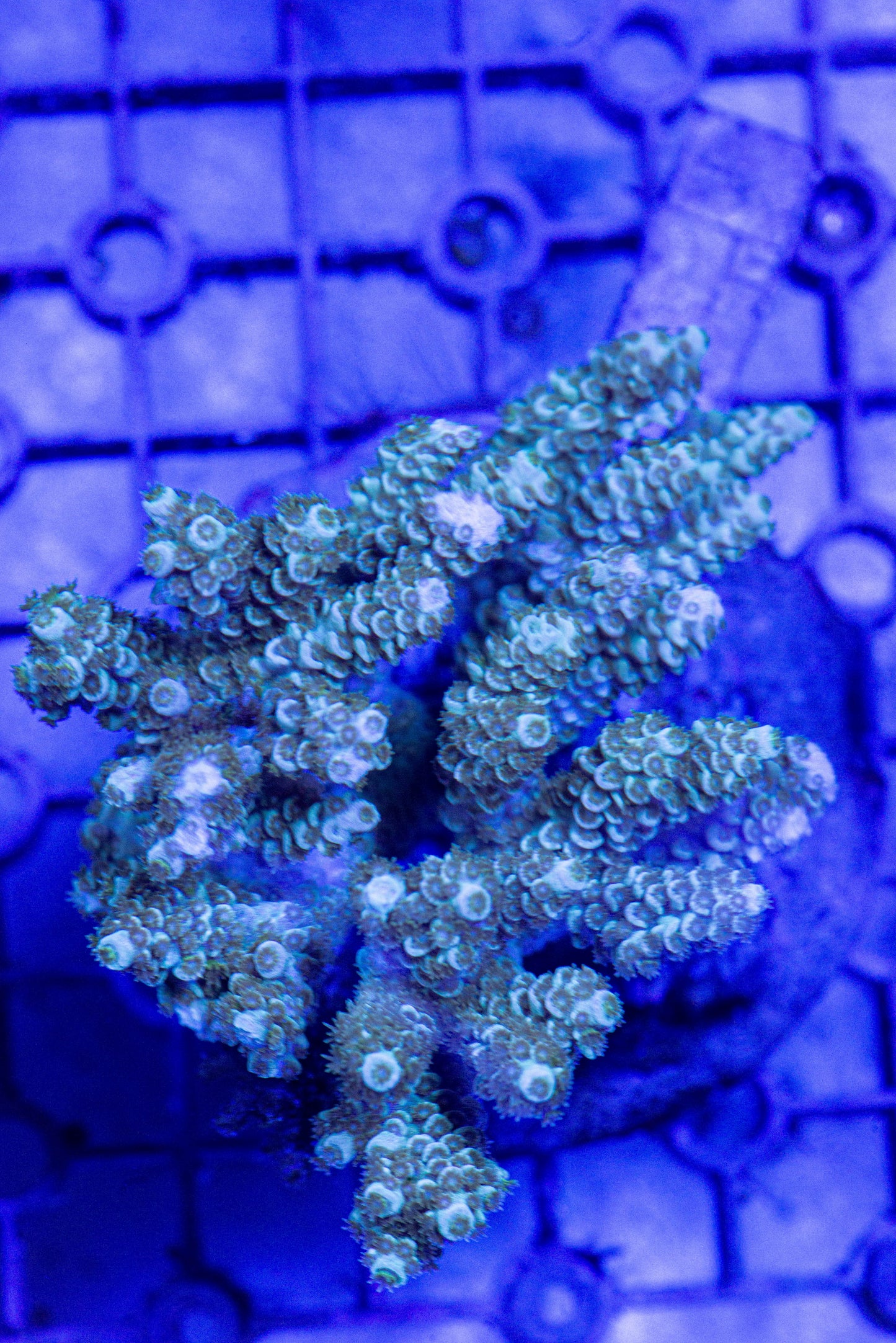 Acropora 7173