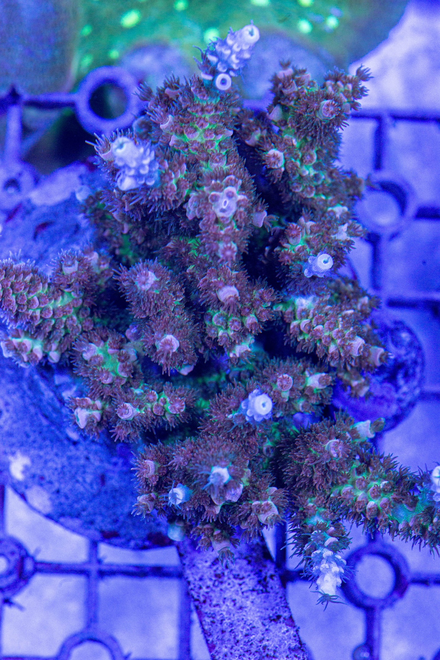 Acropora 7174