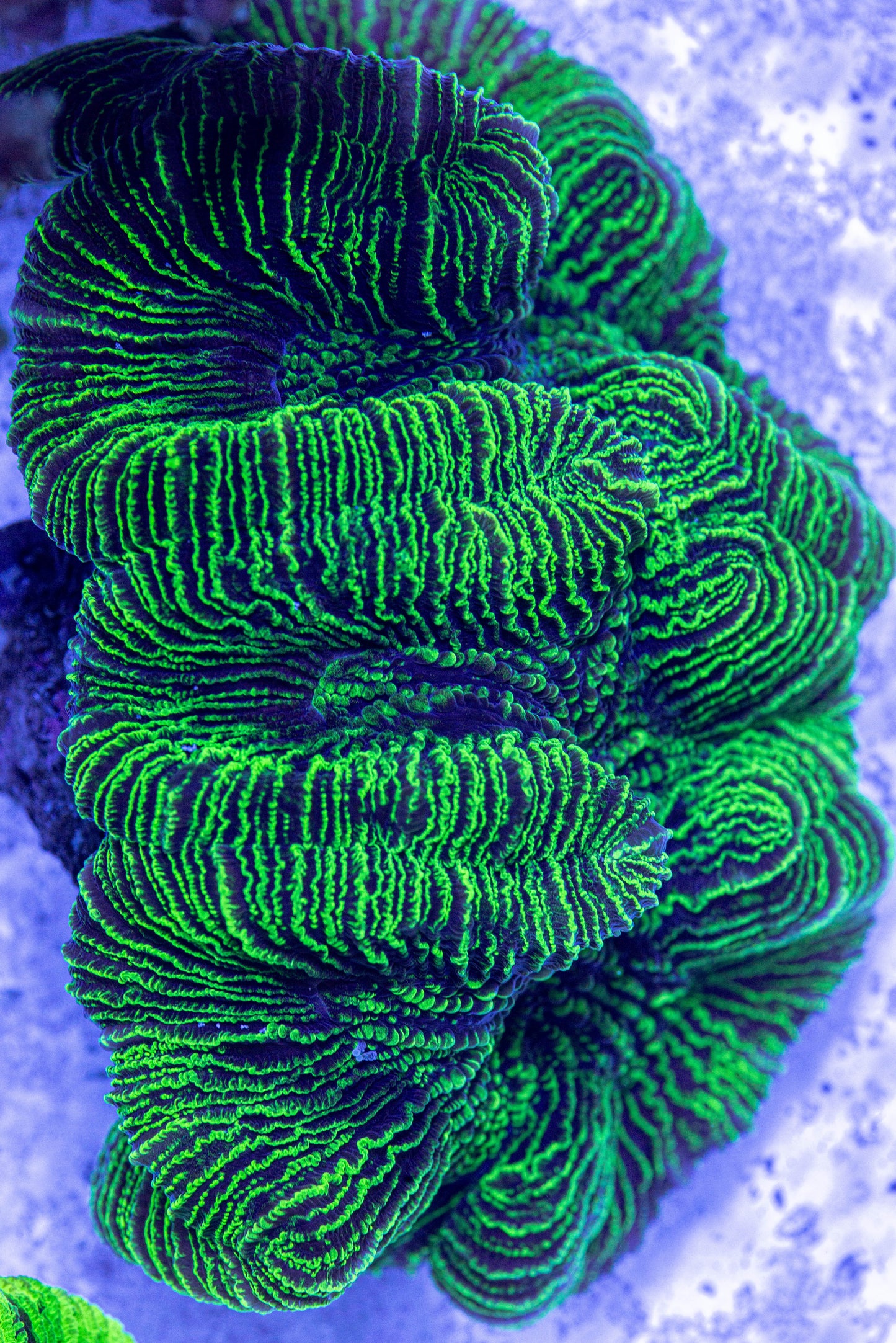 Trachyphyllia 7175