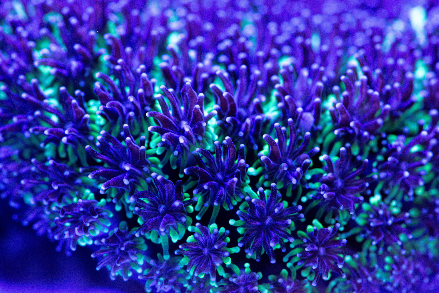 Galaxea Coral