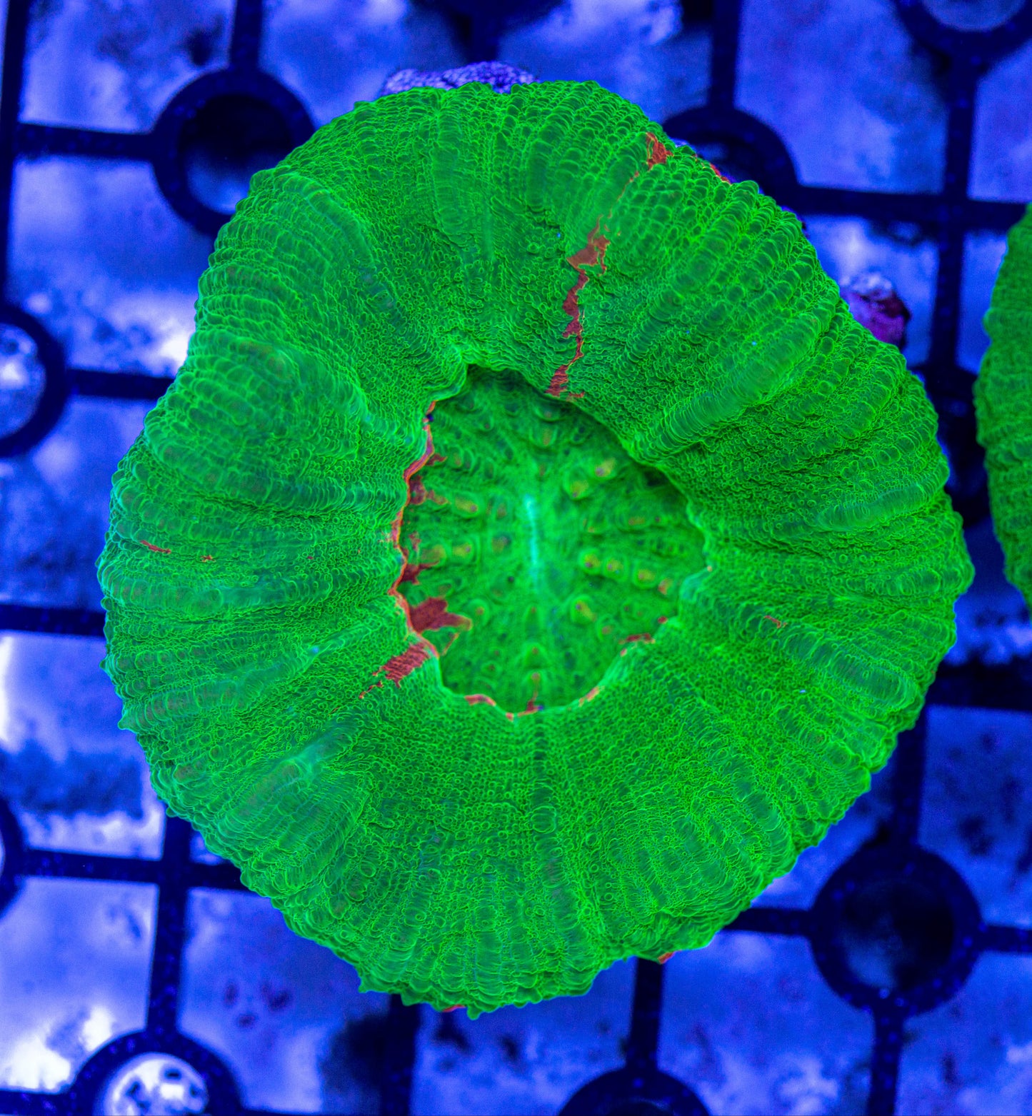 Scolymia coral 7187A