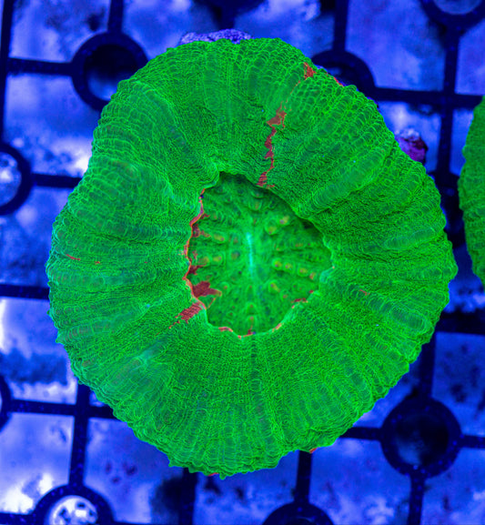 Scolymia coral 7187A