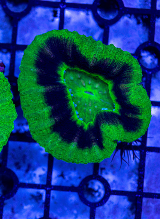 Scolymia coral 7187B