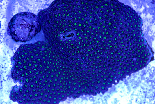 Leptastrea colony 7192