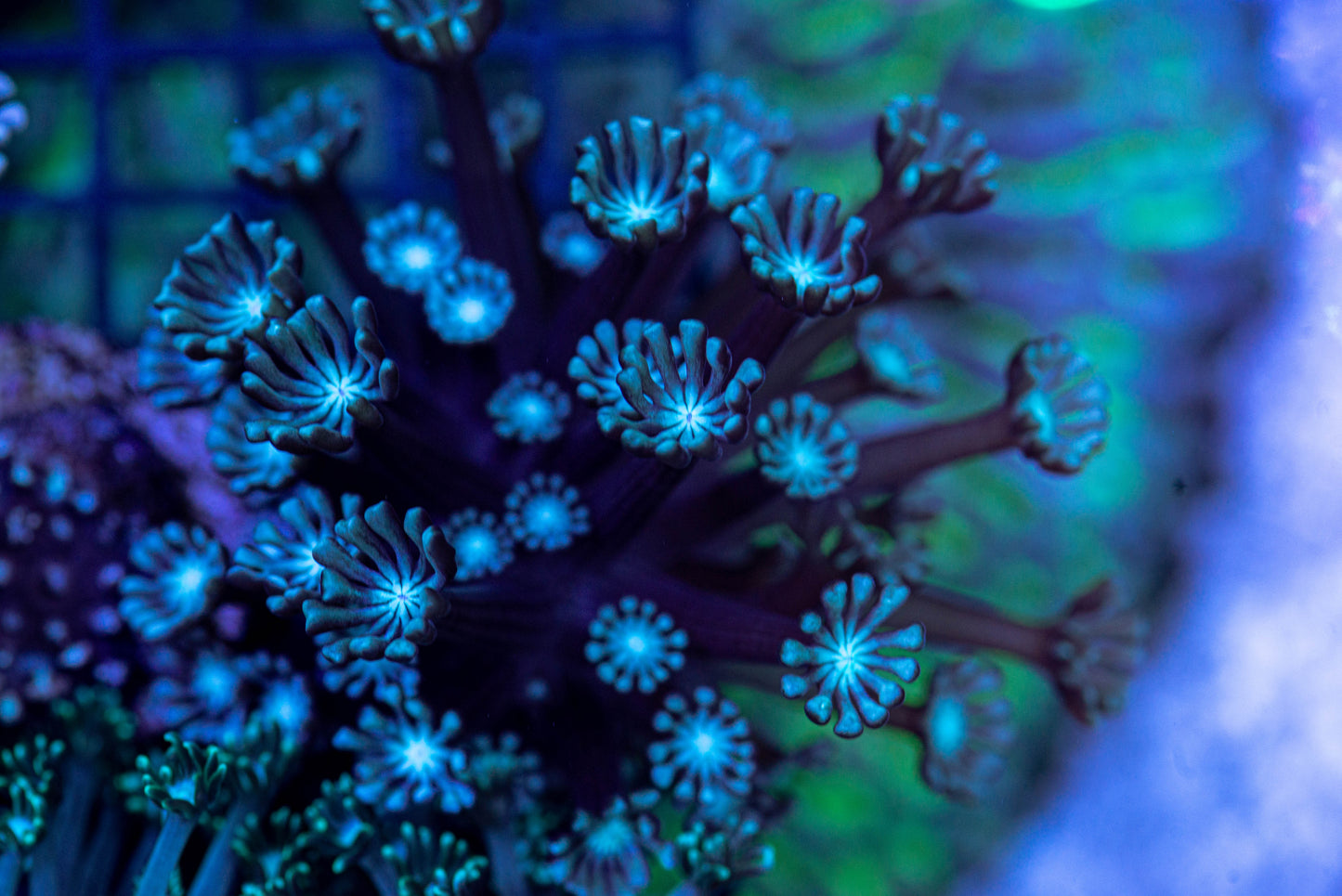 Alveopora Frag 7198