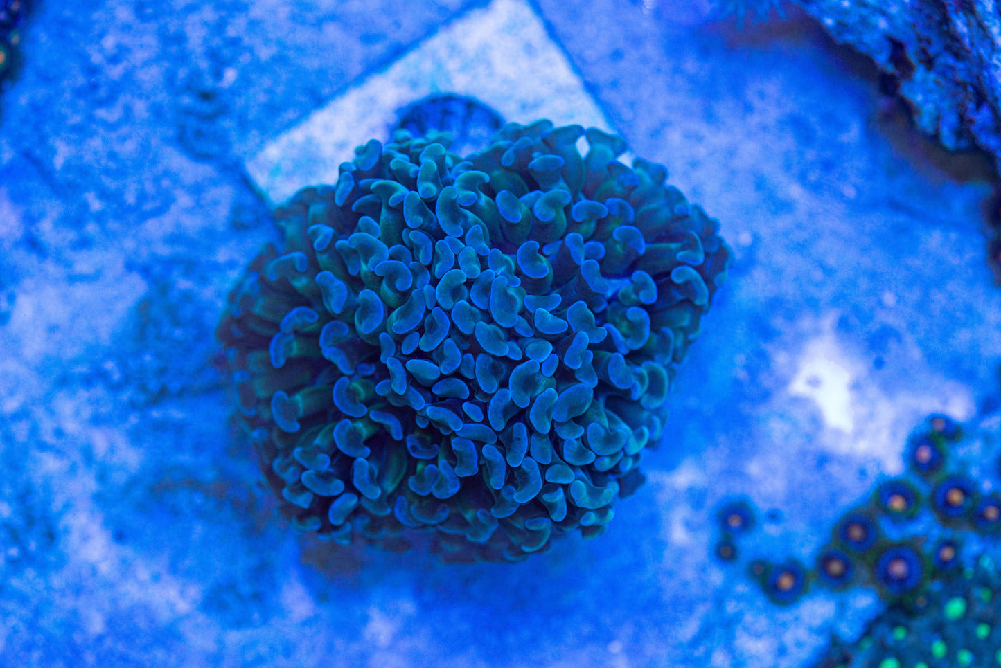 Hammer coral frag 7209