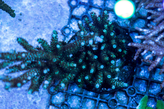 Acropora 7213