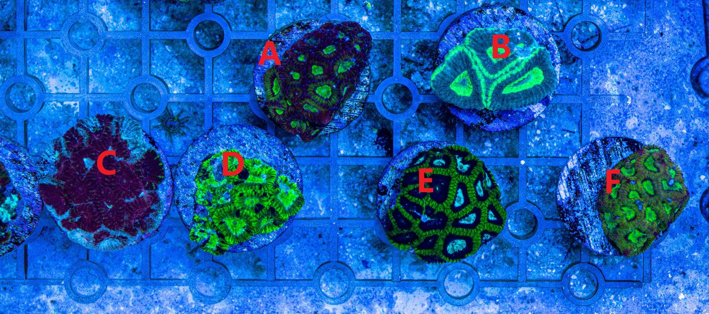 ASSORTED SMALL BRAIN Frags 7224