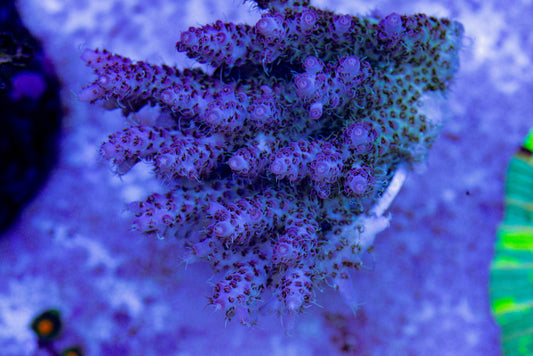 Acropora 7231