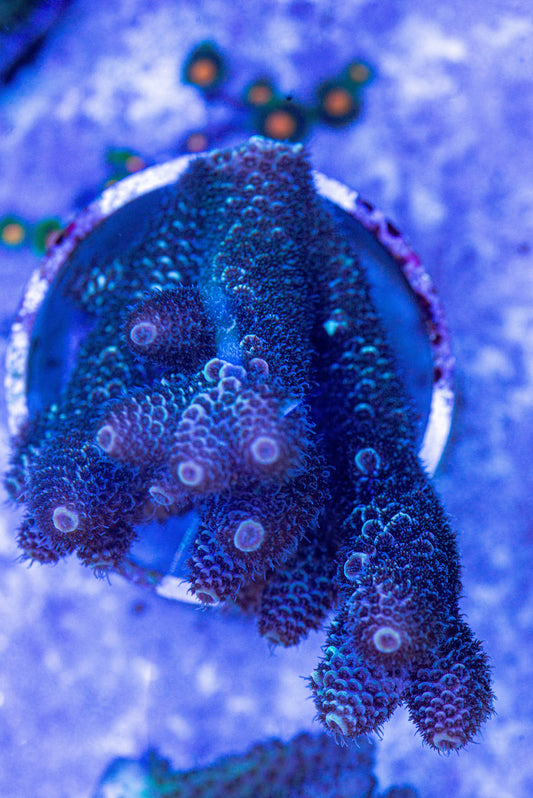 Acropora 7232