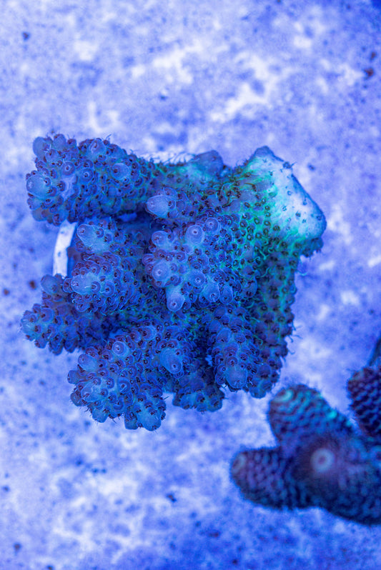 Acropora 7233