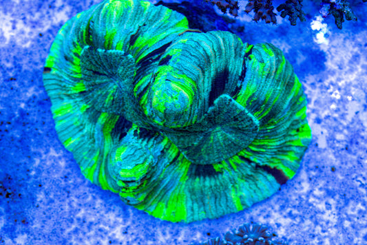 Trachyphyllia 7234