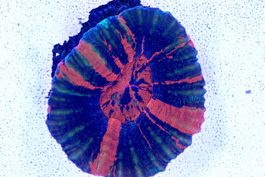 Scolymia coral 7249