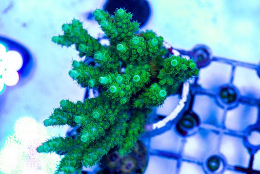 Acropora 7254