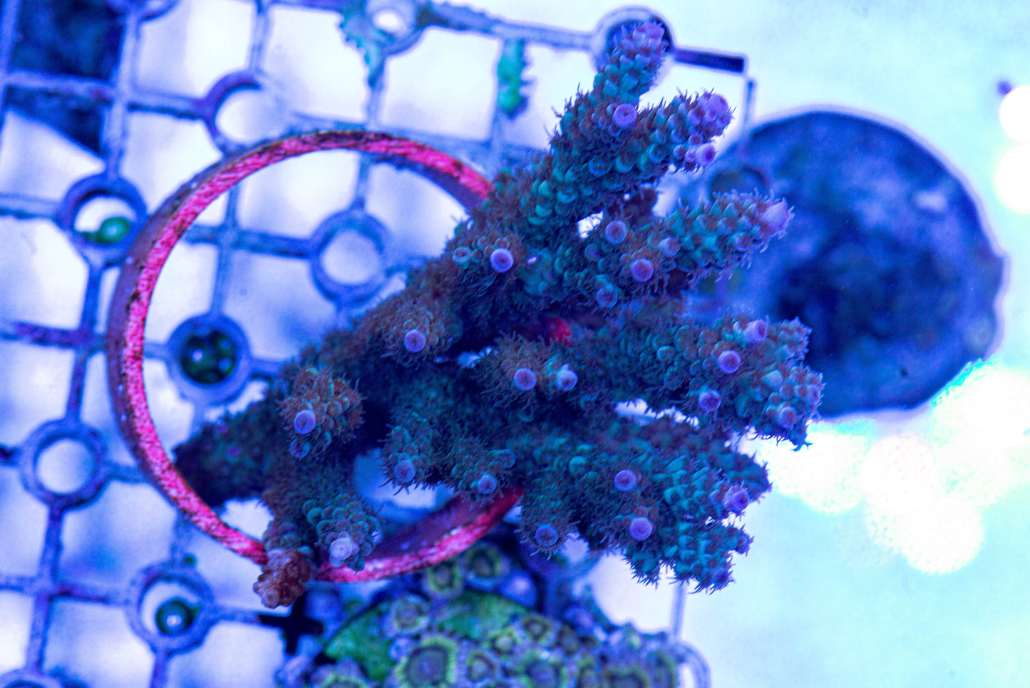 Acropora 7256