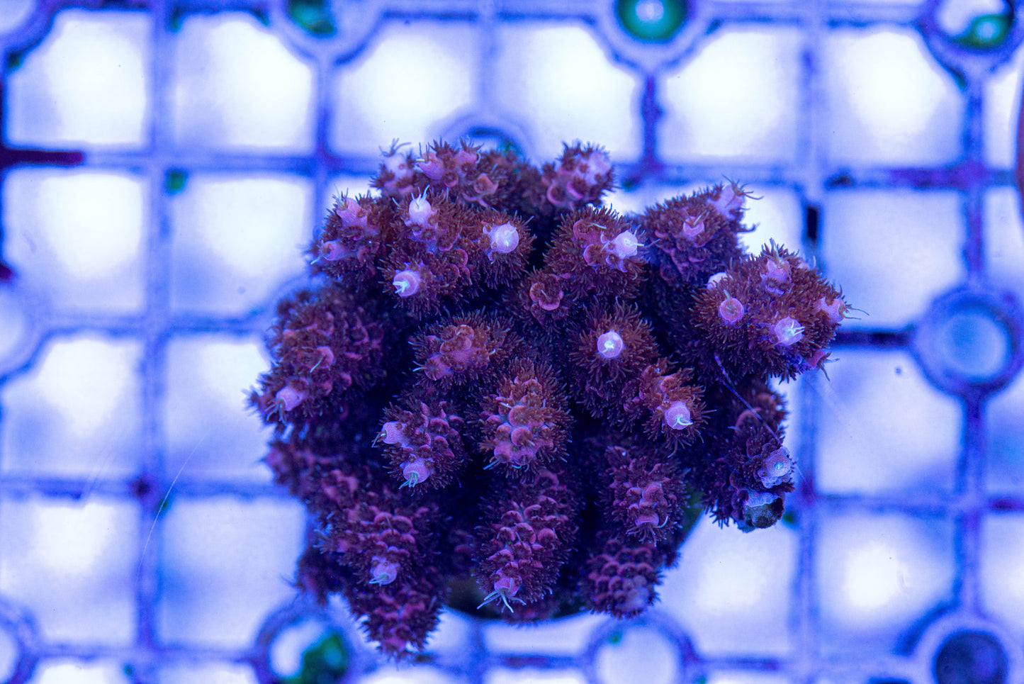 Acropora 7257