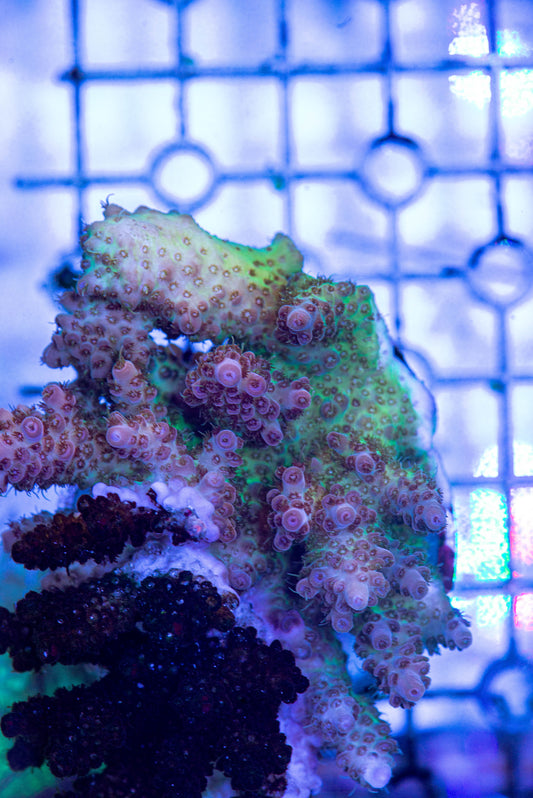 Acropora 7258