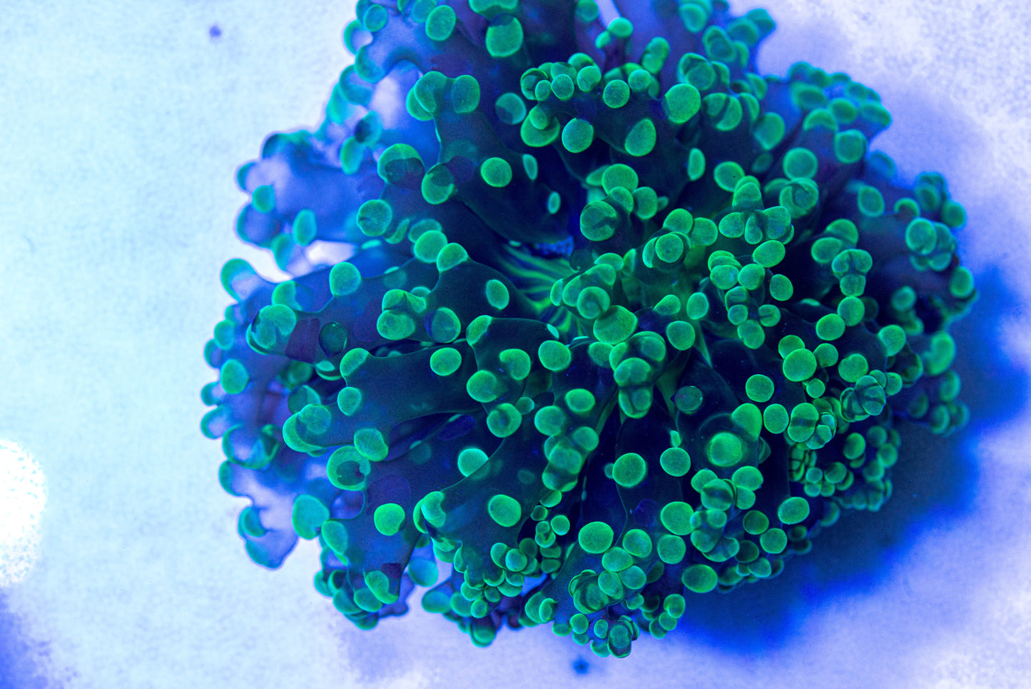 Frog Spawn Frag 7270