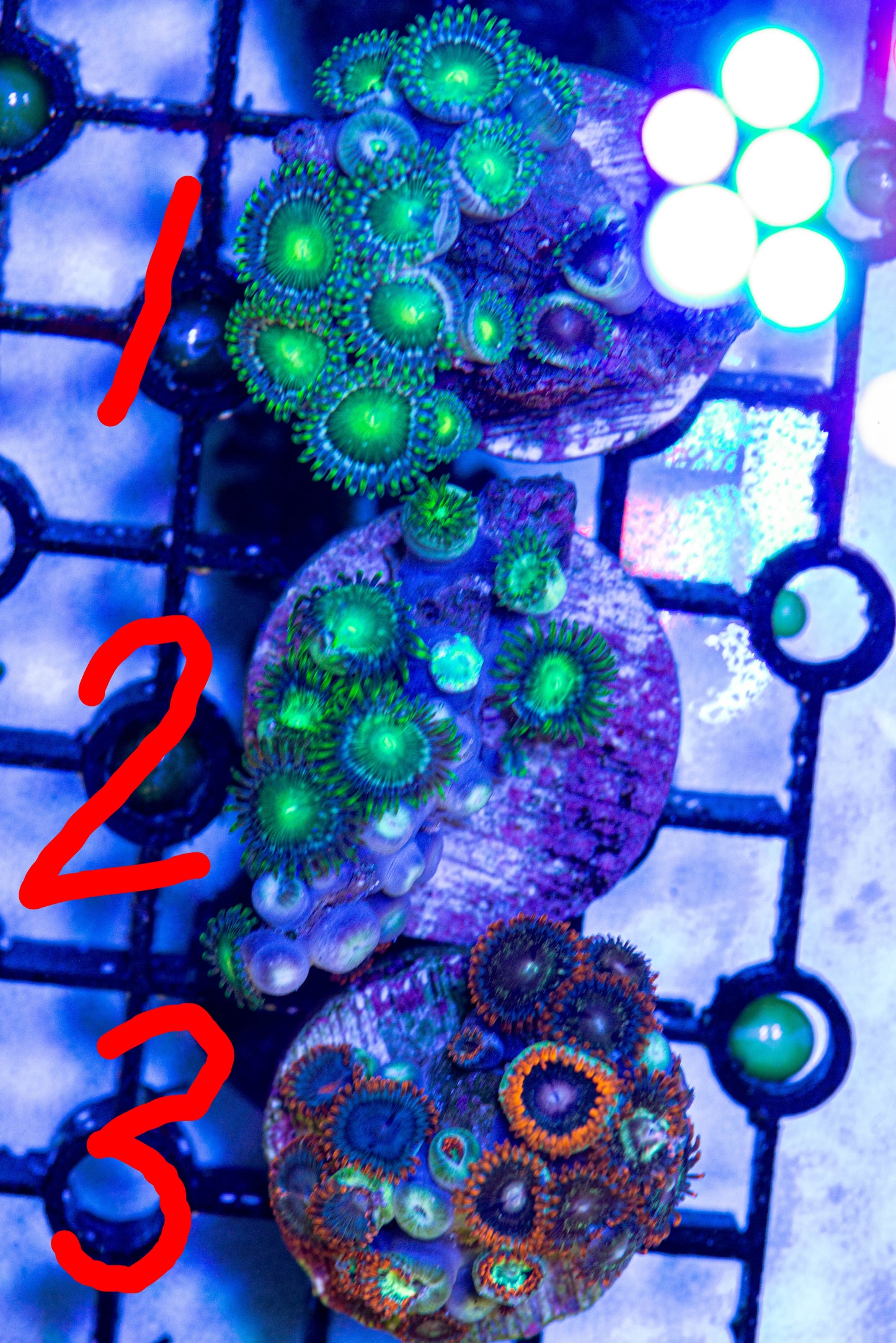 Zoa Frag 7279