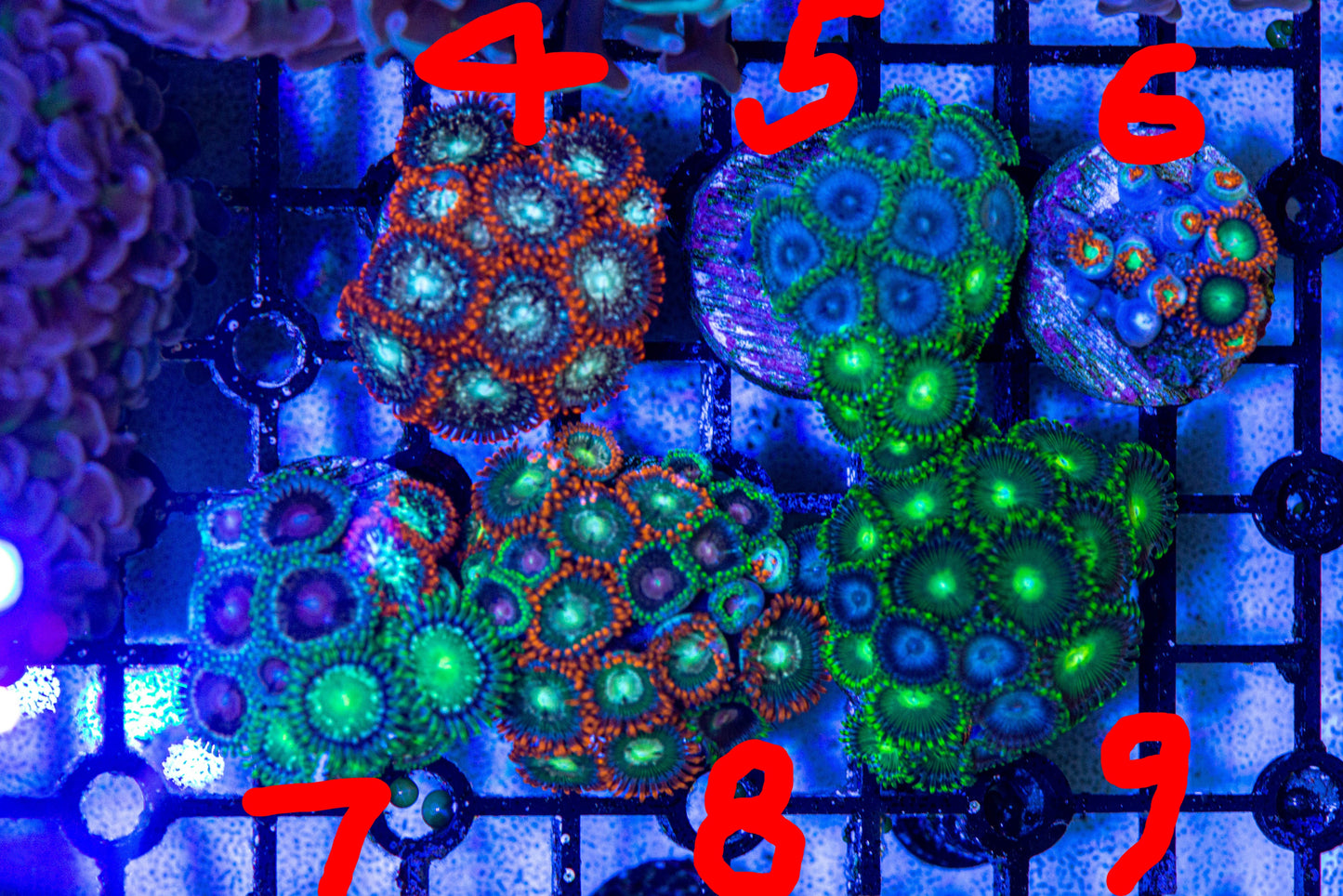 Zoa Frag 7279