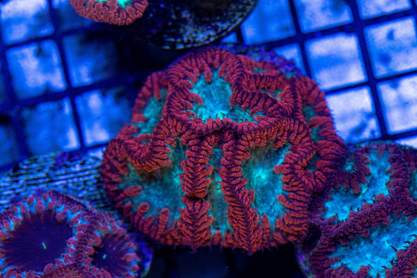 Blastomussa Frag 7304