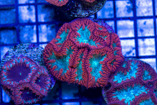 Blastomussa Frag 7304